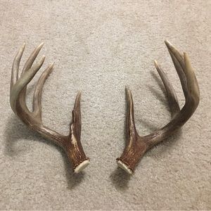 Whitetail Antlers